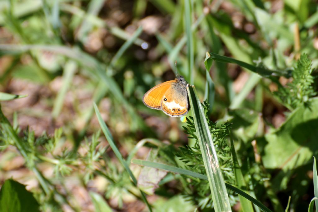 Coenonympha arcania?